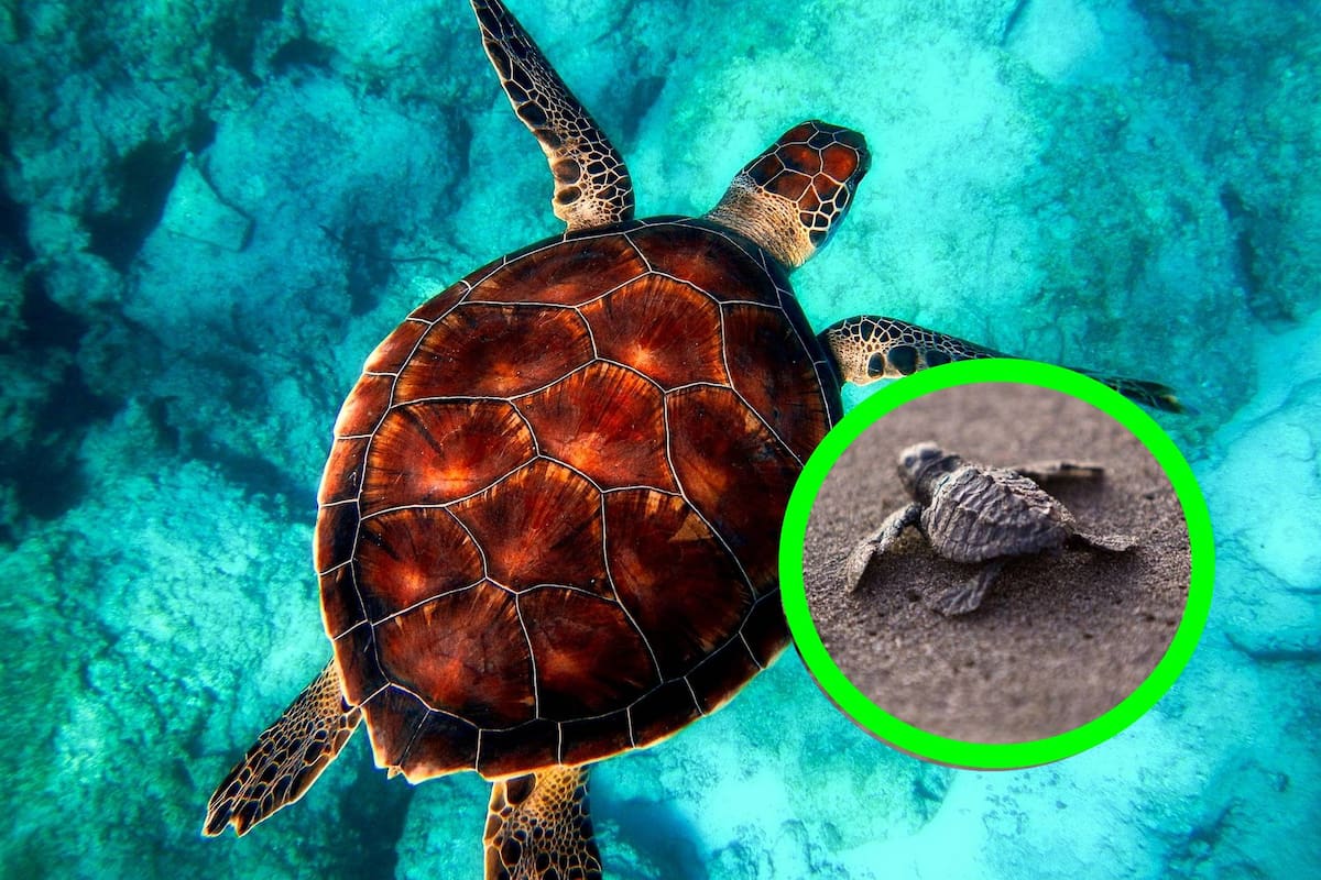 Día Mundial de las Tortugas Marinas: 5 datos curiosos
