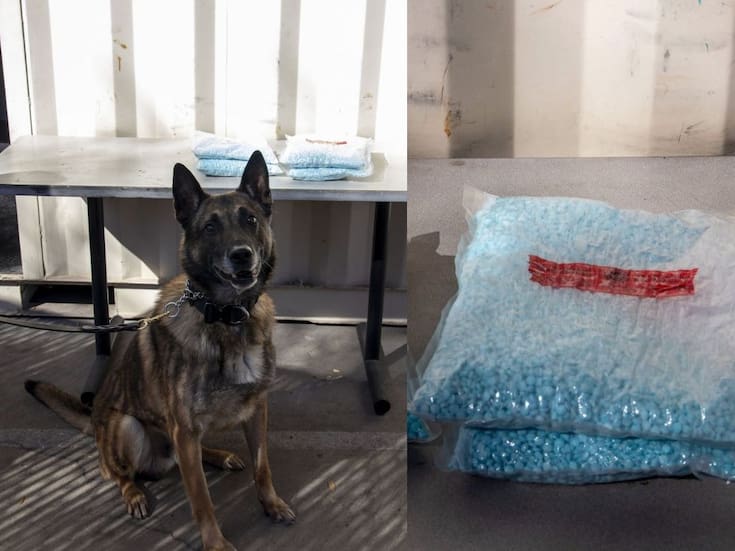 Oficiales caninos K-9 detectan armas y fentanilo en garitas de Nogales