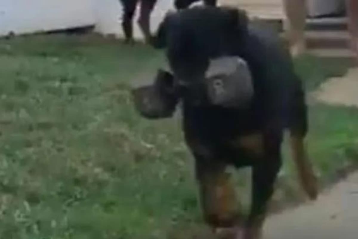 Perrito carga pesa de 13 kilos como si fuera su juguete