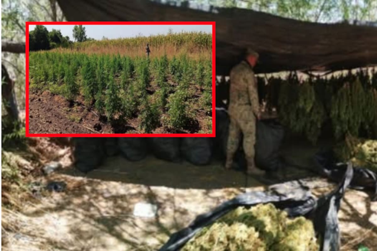 Desmantelan plantío y secadero de marihuana en Mocorito, Sinaloa