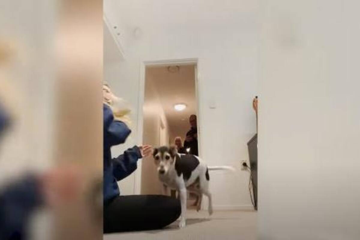 Esta es la reacción de un perrito que duró 18 meses sin ver a su dueña