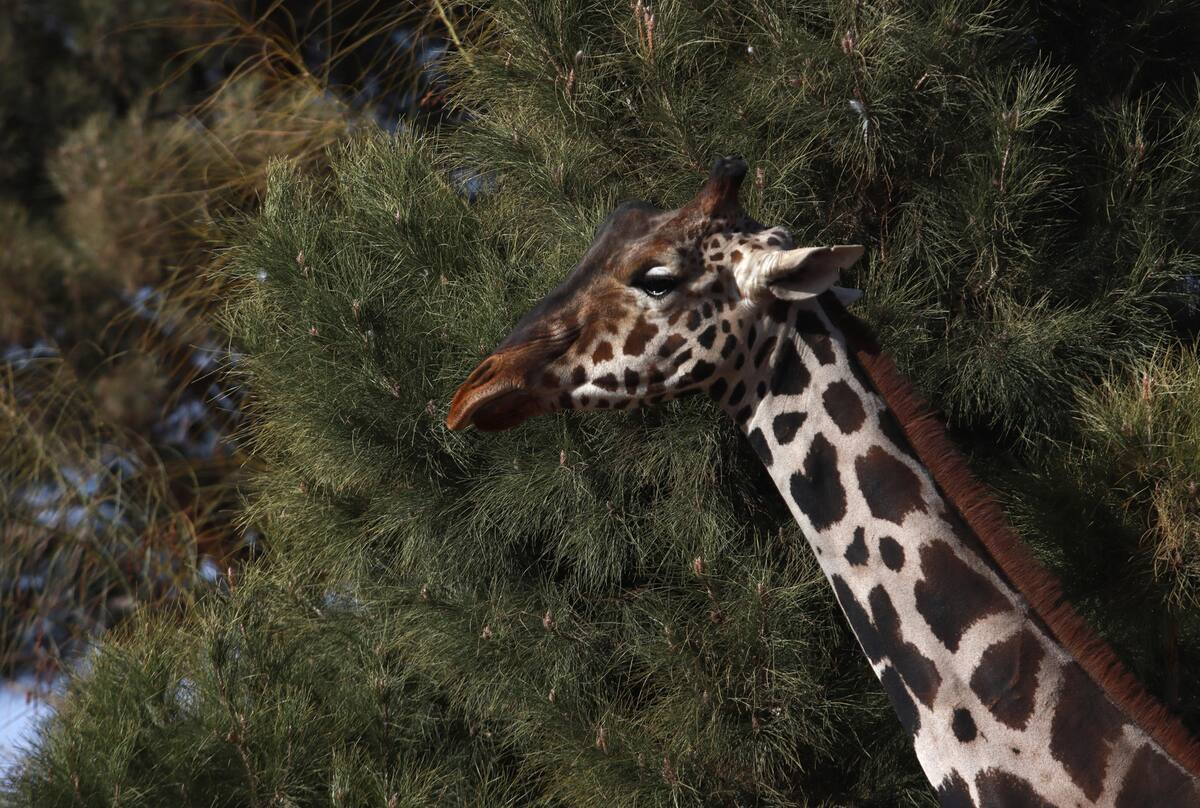 La jirafa "Benito" es vista hoy en un parque en Ciudad Juárez, estado de Chihuahua (México). EFE/Luis Torres