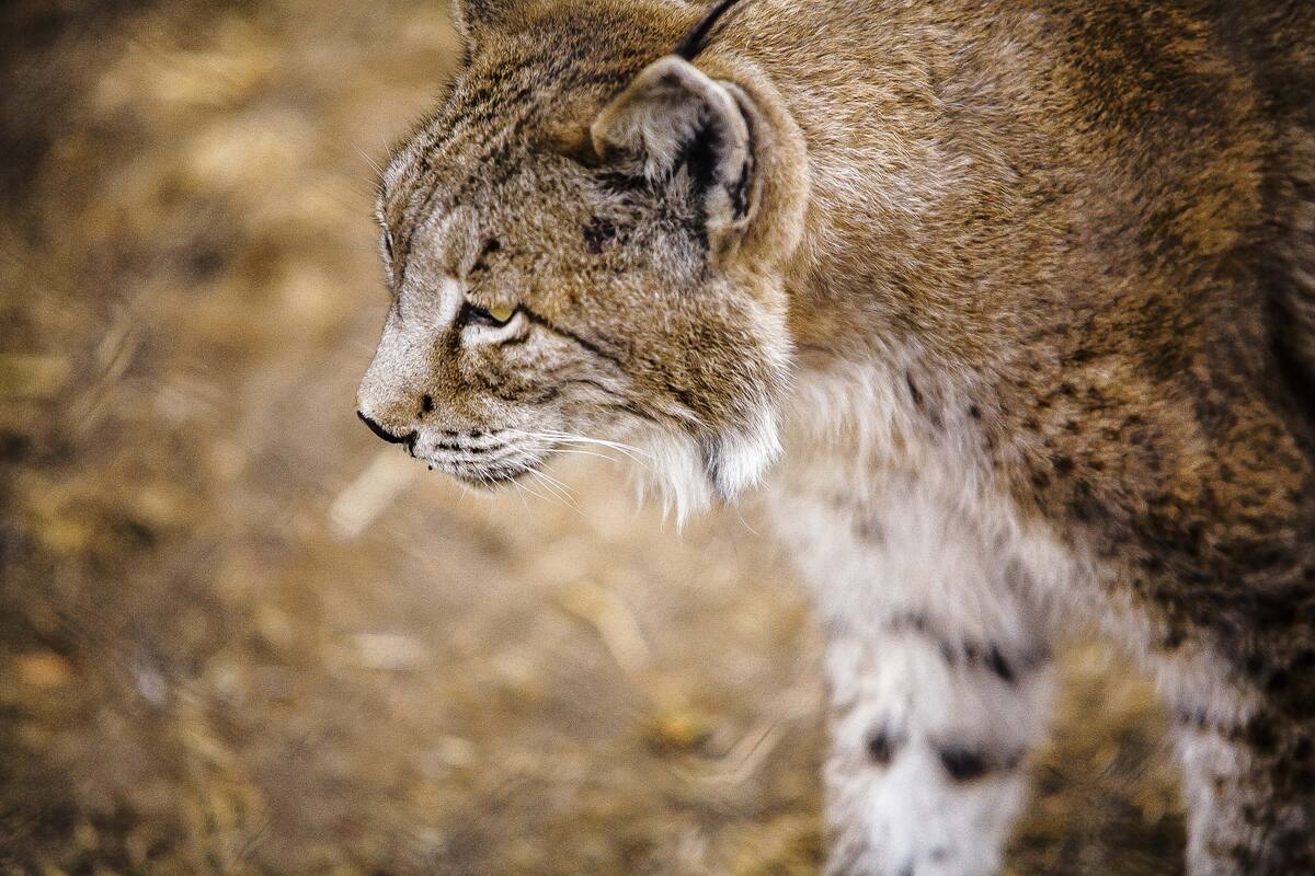 Cazador mata a lince con 4 cachorros cuyo objetivo era repoblar la especie