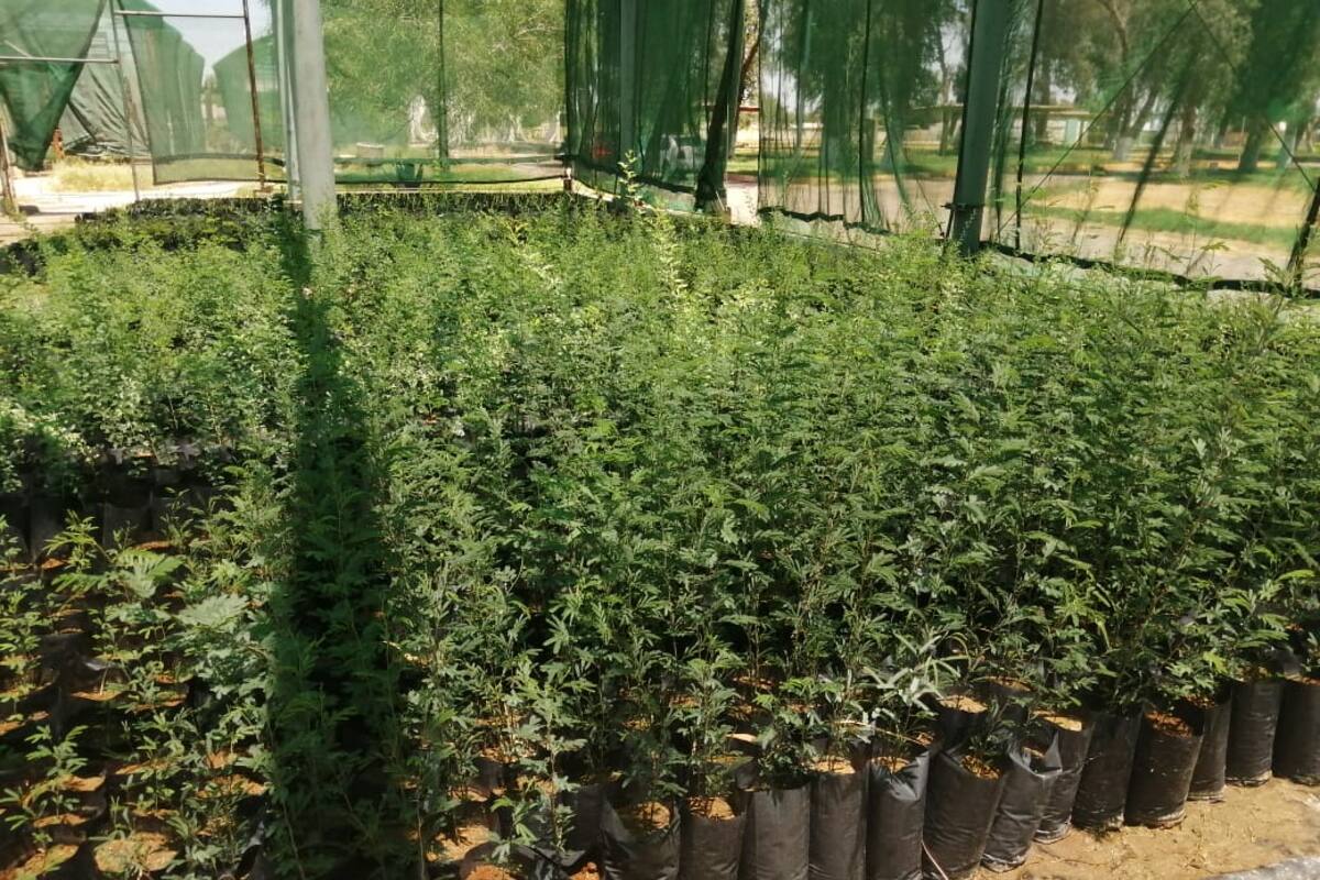 Es momento ideal para reforestar