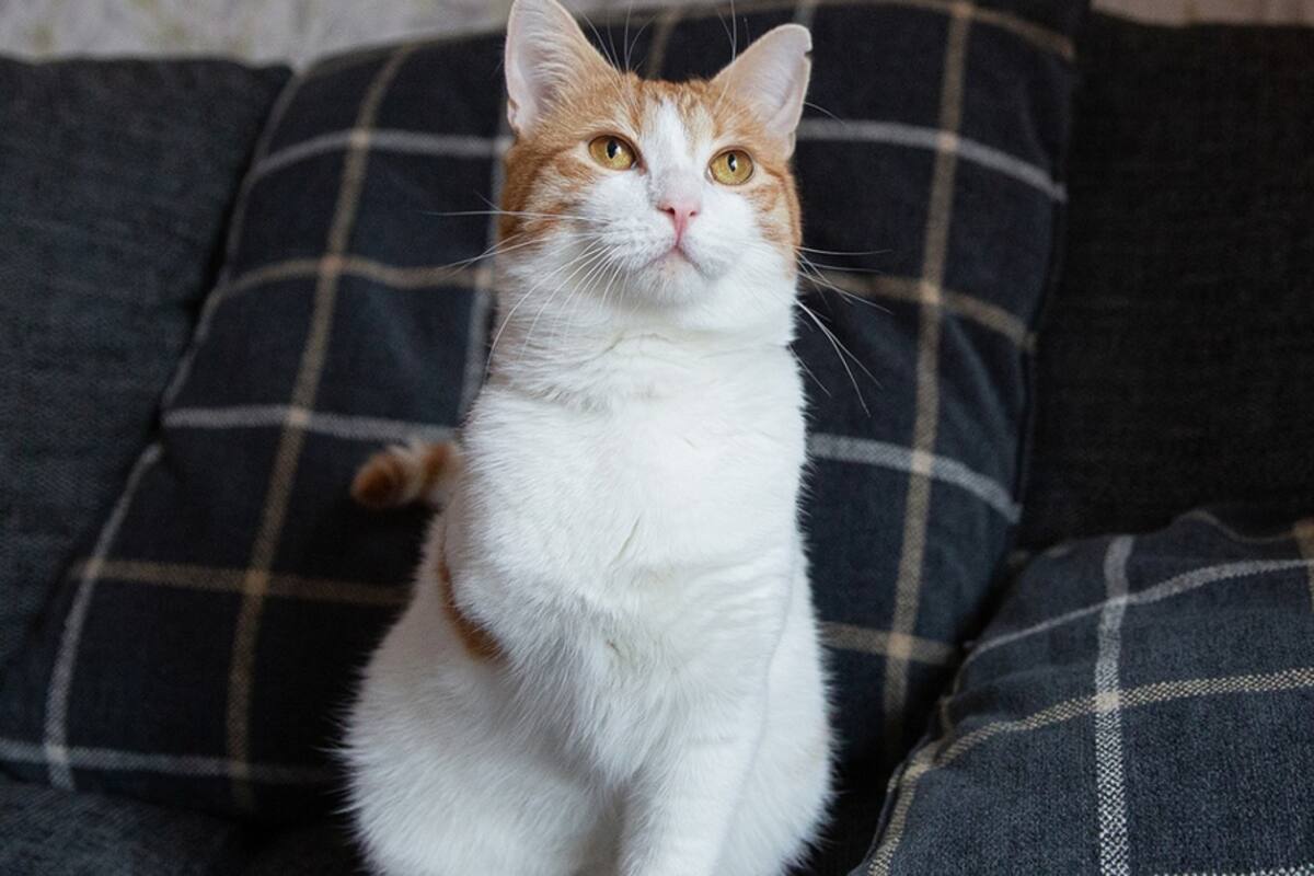 Mylo, el gato con 3 patas que es portada de un reconocido calendario