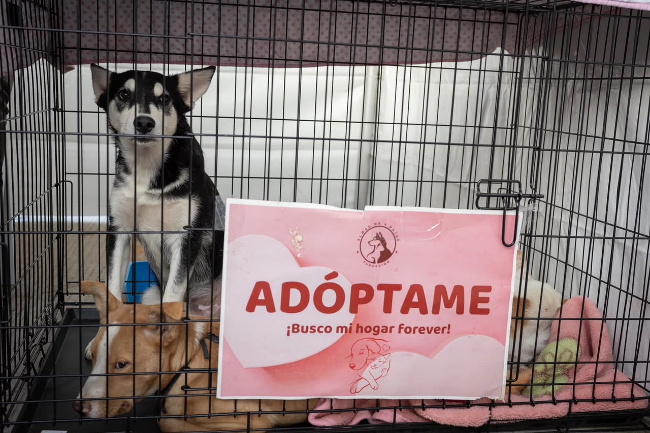 Alrededor de mil 300 personas participaron en la quinta carrera Corre Contra el Cáncer de Mama en Tijuana, que recaudó fondos para comprar camas-camilla para el IMSS. La jornada pet friendly contó con la participación de Vaquita, una perrita sobreviviente de cáncer que completó los cinco kilómetros. Foto: Cortesía / Border Zoom