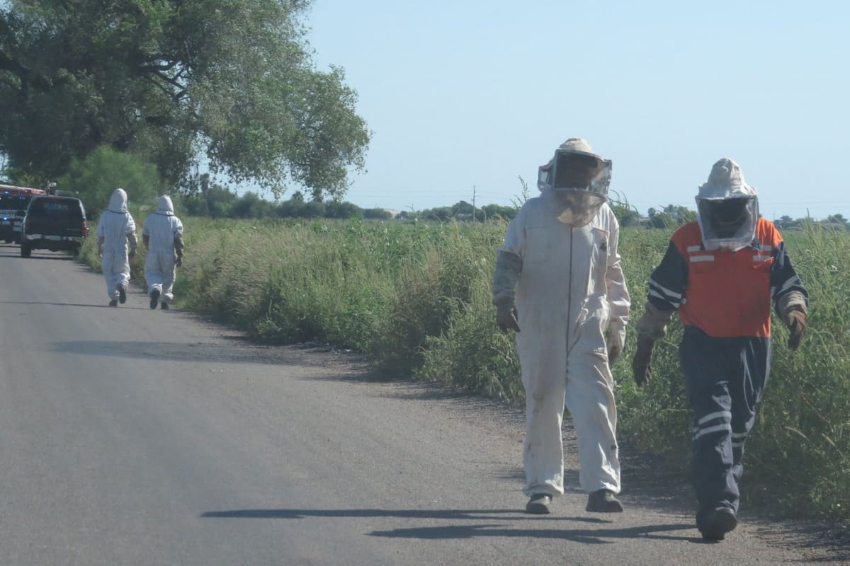 Atienden a 20 personas por ataque de abejas en el Valle del Yaqui