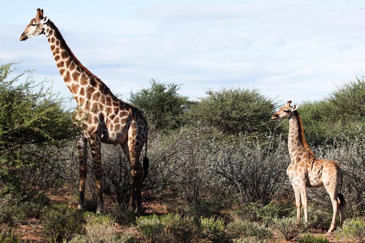 ¡Increíble!: Varios científicos documentan las primeras "jirafas enanas" en Uganda y Namibia
