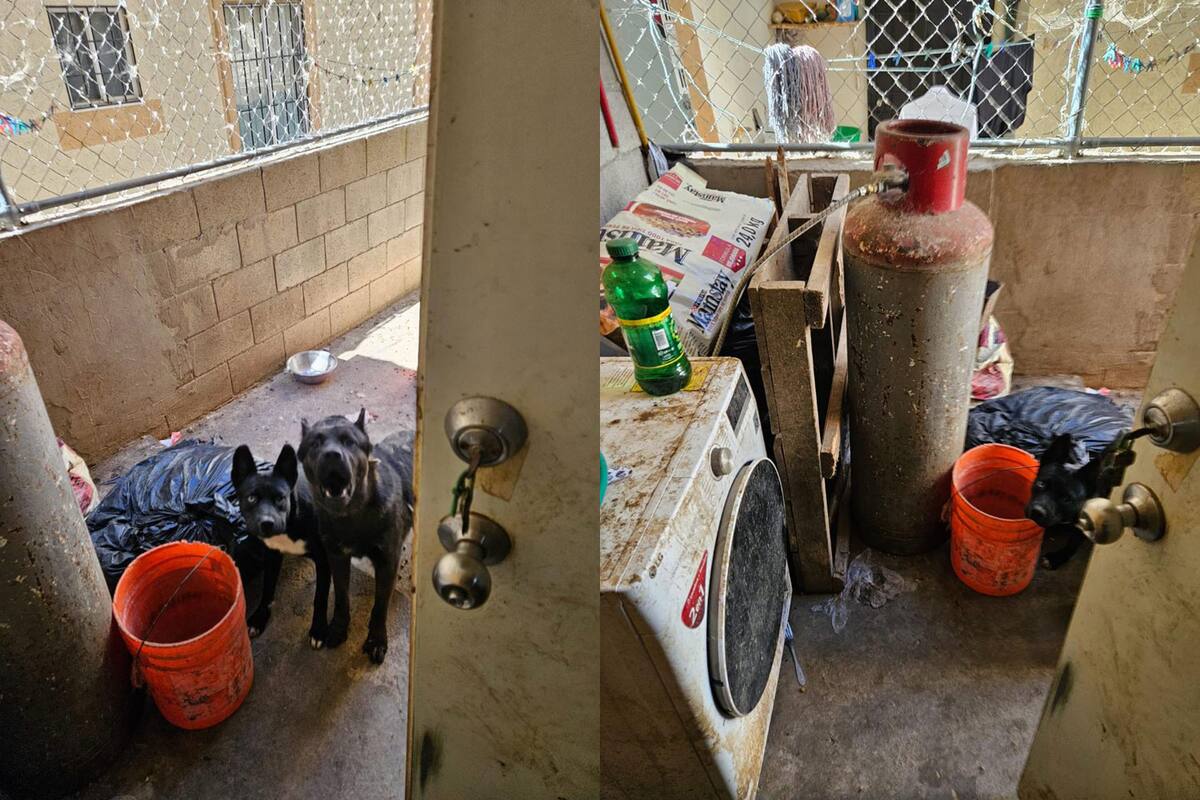 El cateo se realizó en un domicilio ubicado en la calle Alborada, condominio Del Monte, del fraccionamiento Natura.