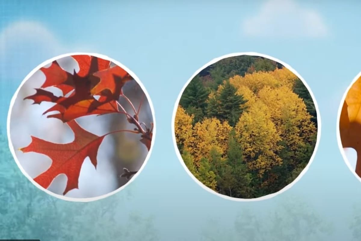 NASA: La misión PACE revela un año de datos terrestres sobre la salud de las plantas