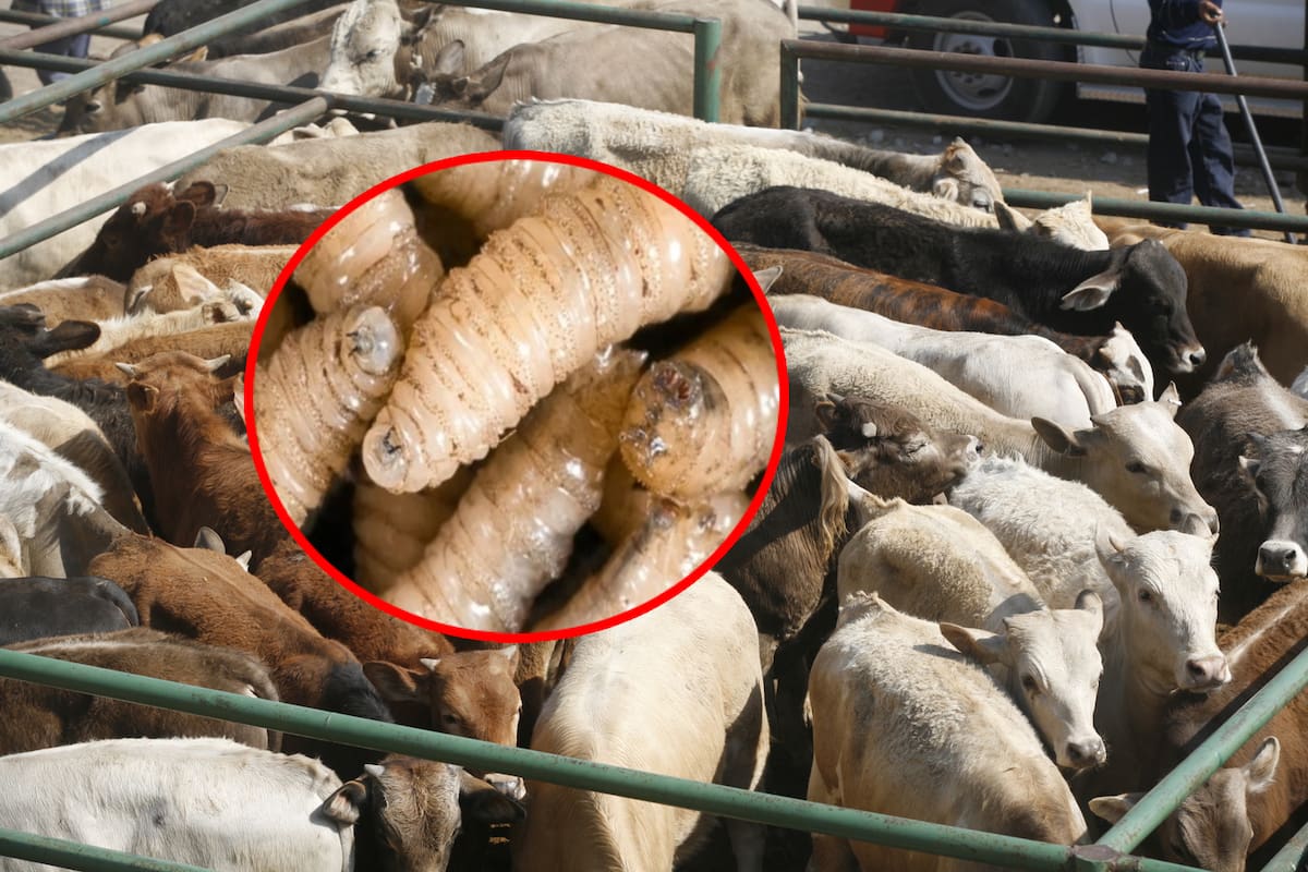Primer caso humano del parásito “gusano barrenador” en EEUU en décadas