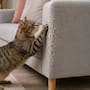Por qué los gatos rascan sofás y muebles: el hábito natural que favorece su bienestar y cómo proteger tu hogar sin impedirles hacerlo