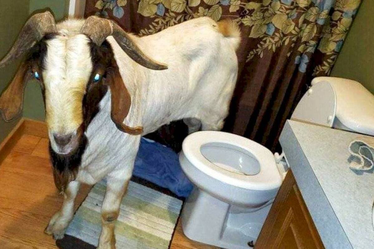 VIDEO: Cabra entra a una casa para tomar siesta en el baño
