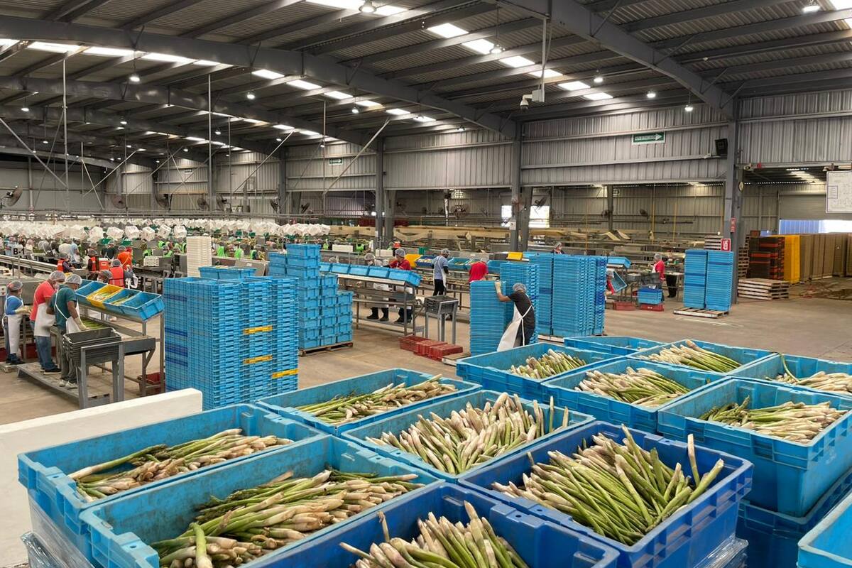 Destaca Sonora en agroexportación