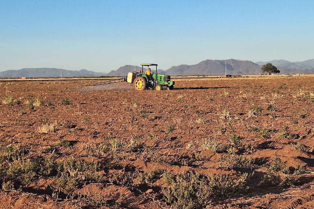 Reducción de siembras por sequía afecta al sector ganadero en Sonora