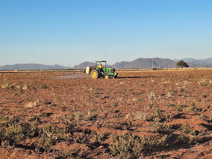 Reducción de siembras por sequía afecta al sector ganadero en Sonora