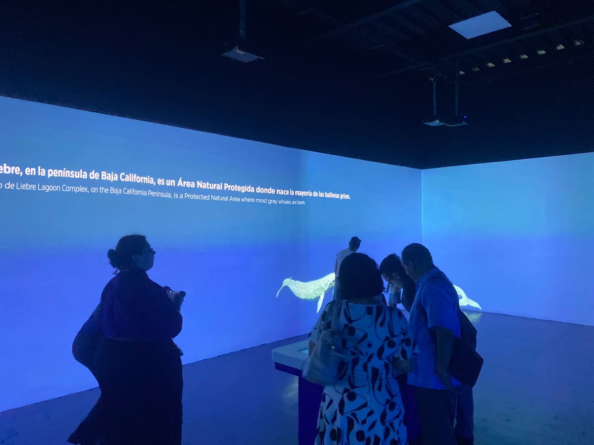 El Trompo inauguró una nueva sala inmersiva dedicada a la biodiversidad y los ecosistemas marinos de Baja California. Foto: Emmanuel Castañeda