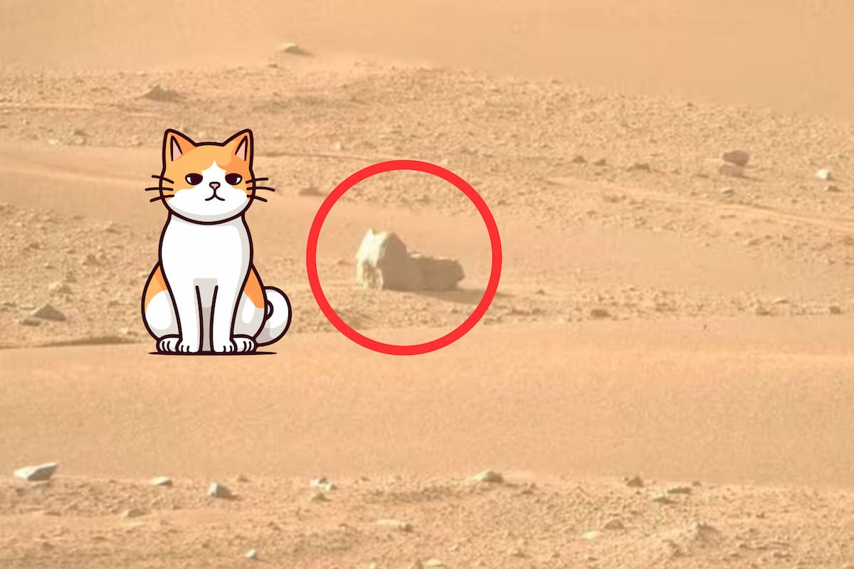 Un "gato" en Marte: el asombroso descubrimiento del rover Perseverance