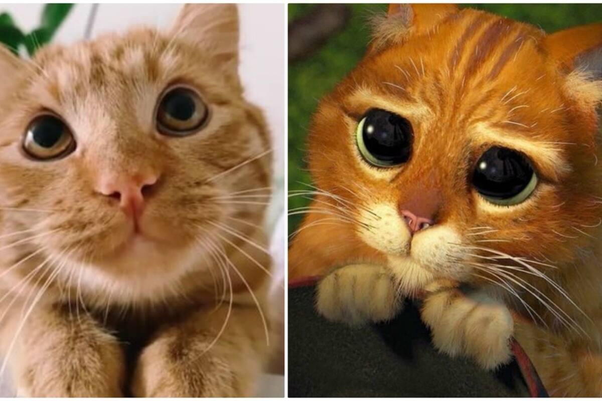 'Gato con Botas' de la vida real se hace viral