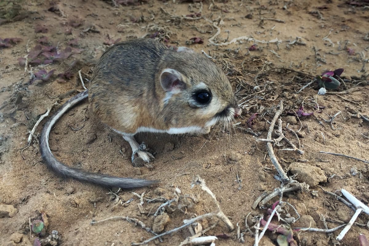 Terra peninsular destaca conservación de ecosistemas en BC