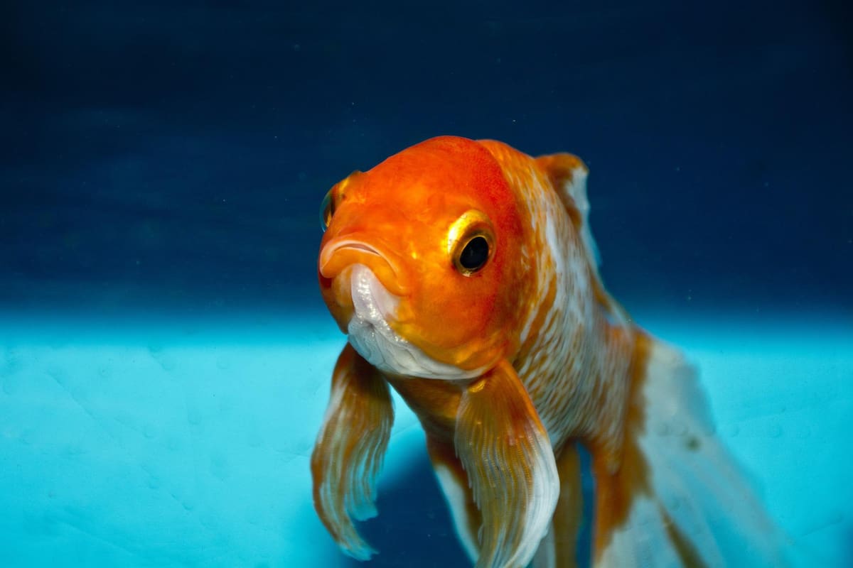 Los peces dorados podrían ser catastróficos para la biodiversidad