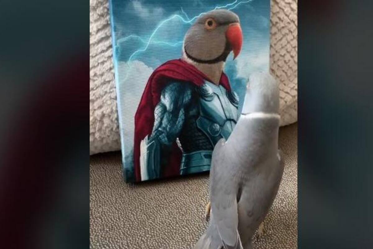 Loro llena de besos a una fotografía de otra ave y esta es su reacción
