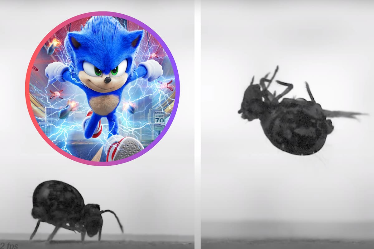 Más rápido que Sonic the Hedgegog: Un insecto da los saltos más rápidos del planeta
