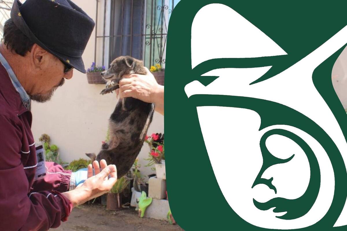 IMSS advierte de zoonosis, ¿Qué es y por qué debe atenderse inmediatamente? Así surgió el Covid