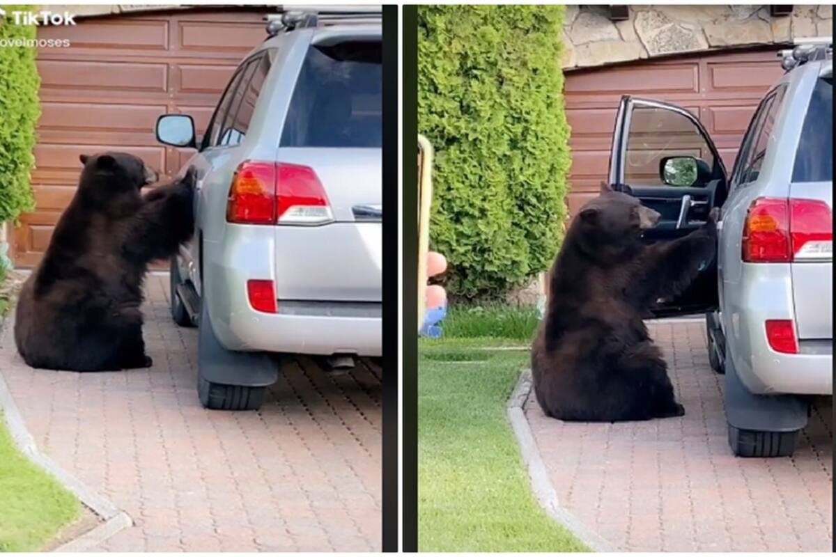 Captan a oso abriendo la puerta de una camioneta; así reaccionó