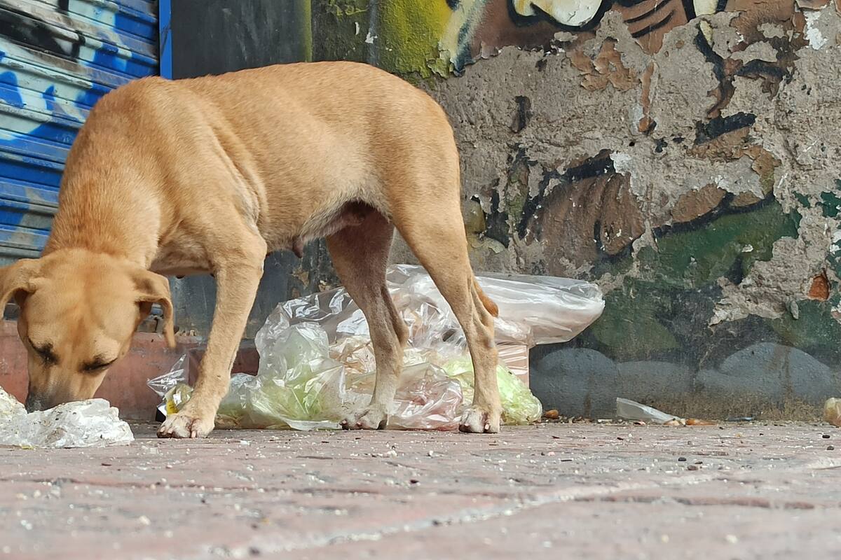 En Hermosillo hay un animal en situación de calle por cada cuatro habitantes, señala Pata de Perro