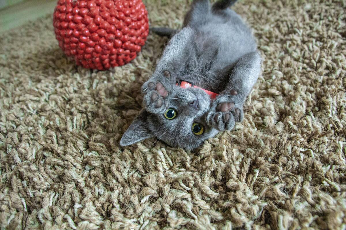 Tu gato puede morderte la mano como una muestra de cariño y exceso de amor.