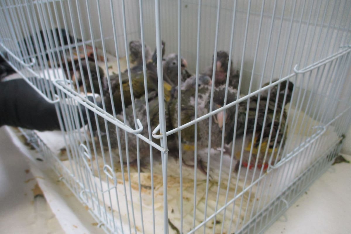 Agentes de CBP en los puertos de entrada de San Diego incautan 28 loros y 3 gallinas, frustrando dos presuntos intentos de contrabando de fauna silvestre