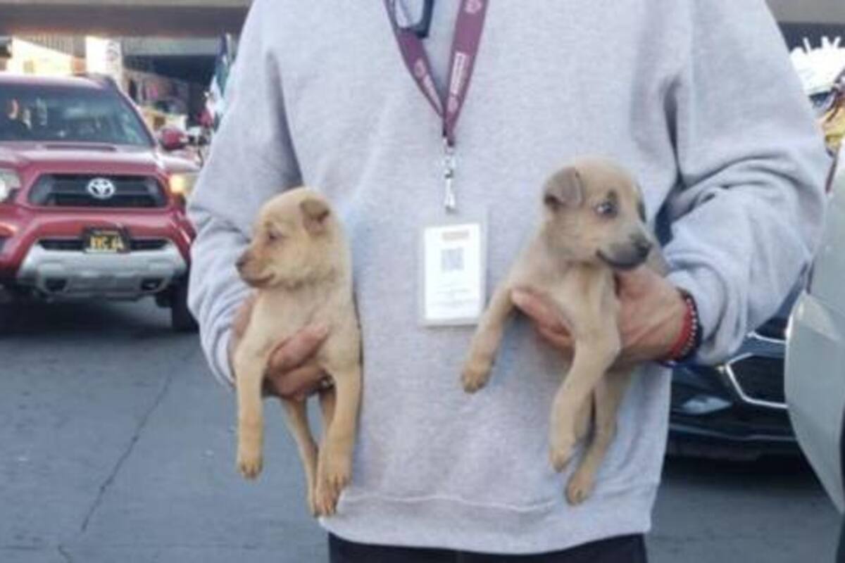 Decomisan cachorros caninos en venta en garita