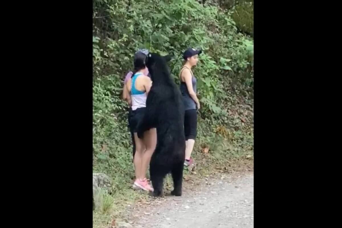 Molesta castración y traslado de oso de Chipinque a Chihuahua