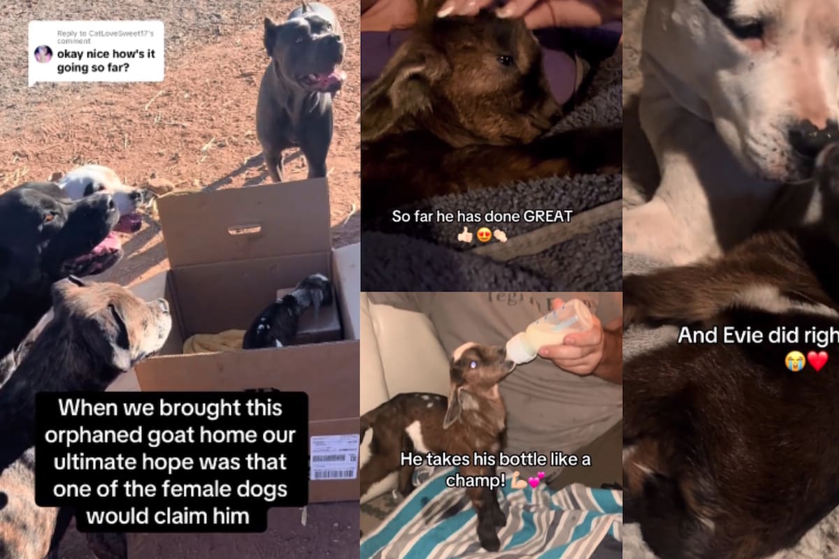 Familia adopta a cabrito huérfano; es cuidado por pitbull sorda como si fuera su mamá