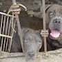 Congreso de BC aprueba reforma para reconocer a los animales como seres sintientes