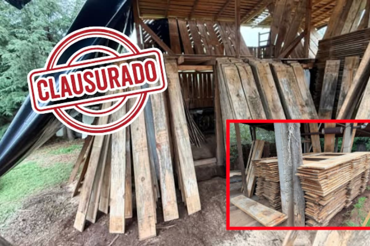 Clausuran aserradero en zona crítica de Hidalgo: operaba sin control de entradas y salidas de madera
