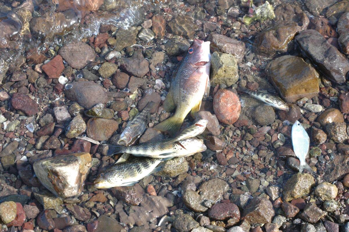 En riesgo de desaparecer un tercio de los peces de agua dulce en todo el mundo: Ambientalistas