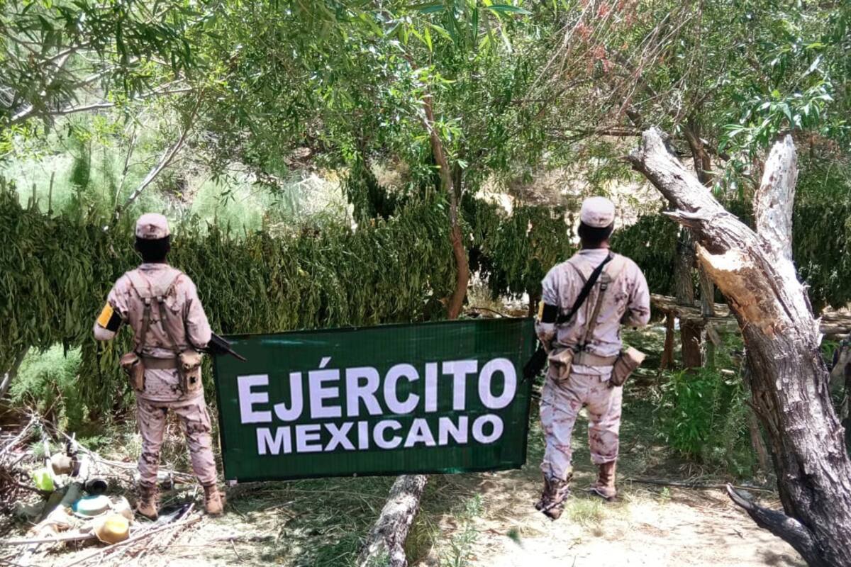 Localizan 600 kilos de mariguana en San Quintín