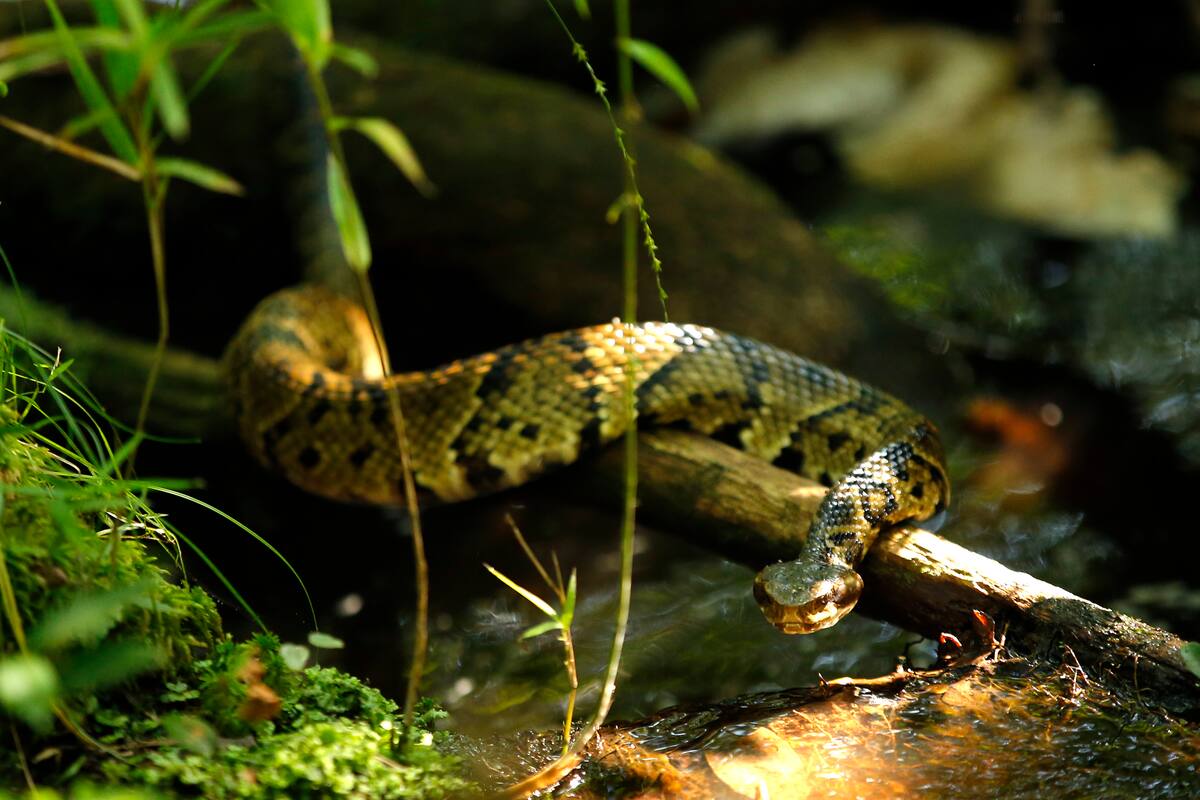 En esta imagen, tomada el 30 de julio de 2019, un ejemplar de serpiente de boca de algodón, que es una especie venenosa, cruza un pequeño arrollo cerca del lugar donde biólogos trabajan para mejorar el hábitat de la rara mariposa de Saint Francis Satyr, en Fort Braggs, Carolina del Norte. (AP Foto/Robert F. Bukaty)