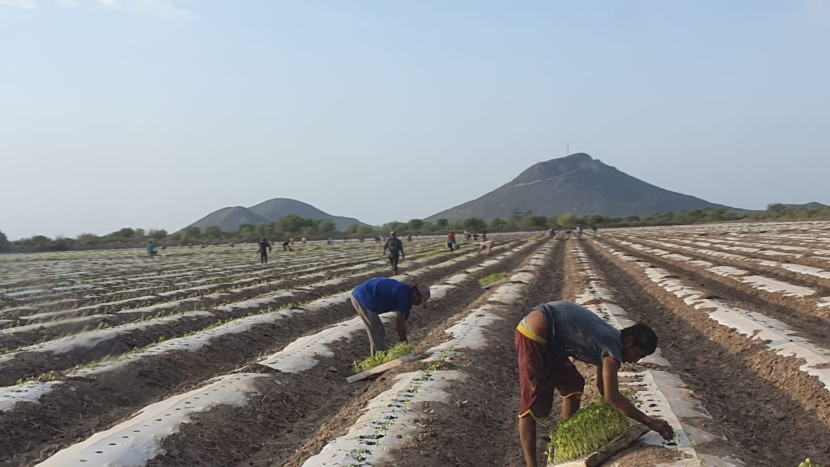 Esta temporada disminuyó el trabajo de campo en el Sur de Sonora por la sequía. FOTO: BANCO DIGITAL
