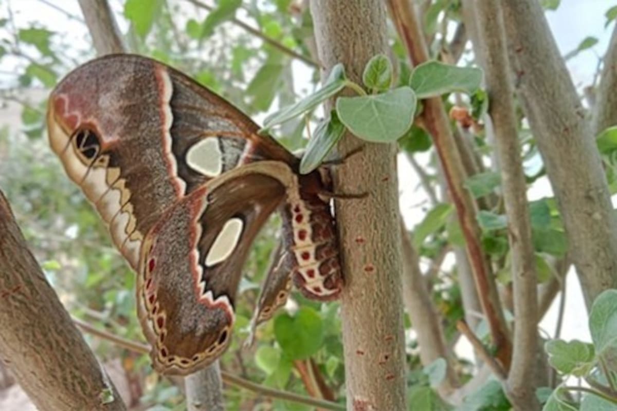 Sequía impacta reproducción de mariposas Cuatro Espejos