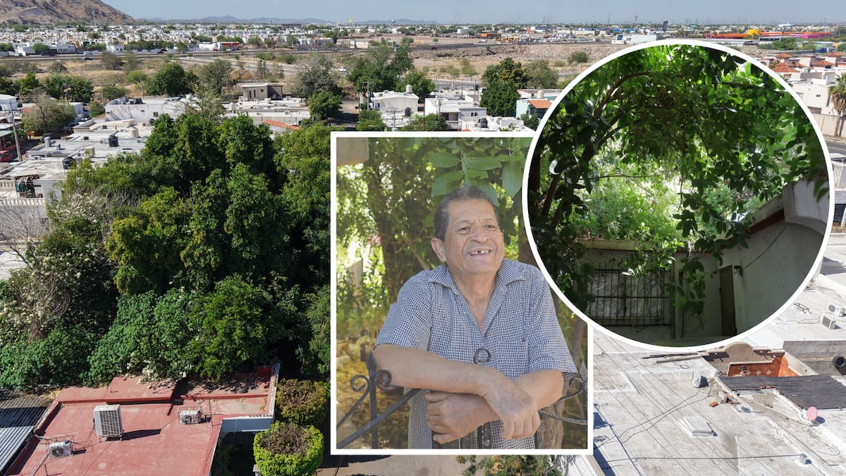 Enrique, vecino de Fuentes del Mezquital, creó su propio “bosque encantado” dentro de Hermosillo