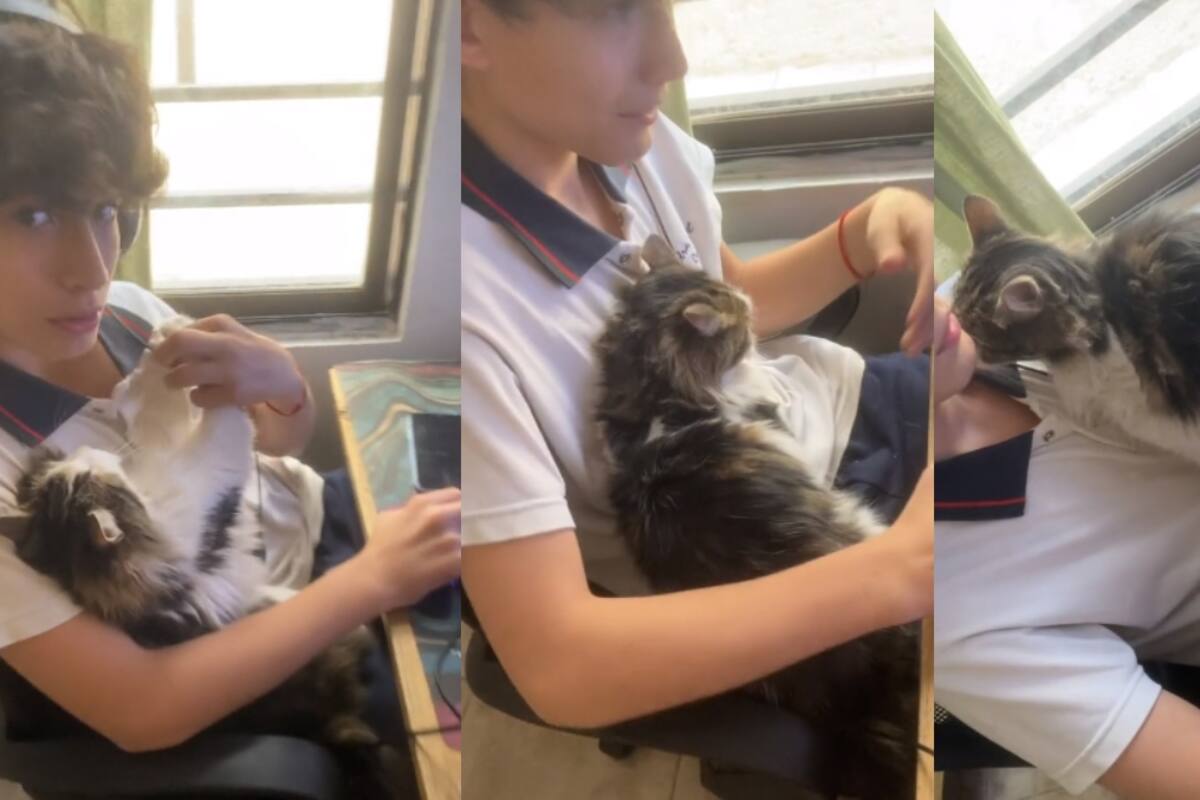 Gata se vuelve viral en TikTok por no permitir a su dueño utilizar su computadora: le exige que la abrace