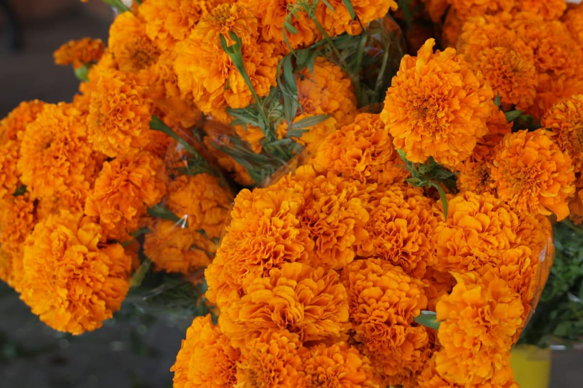 Menor presencia de venta informal de flores en Día de Muertos: Canaco