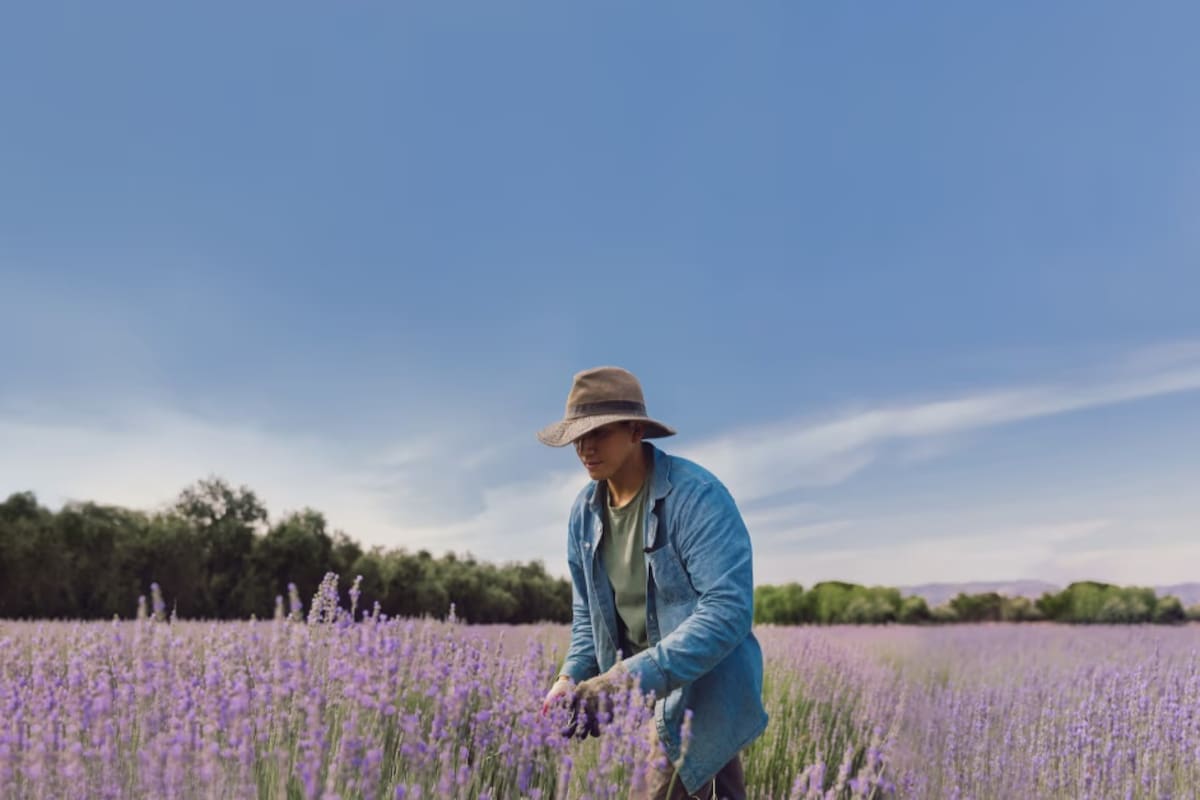 Festival de Lavanda, una experiencia que no debes perderte