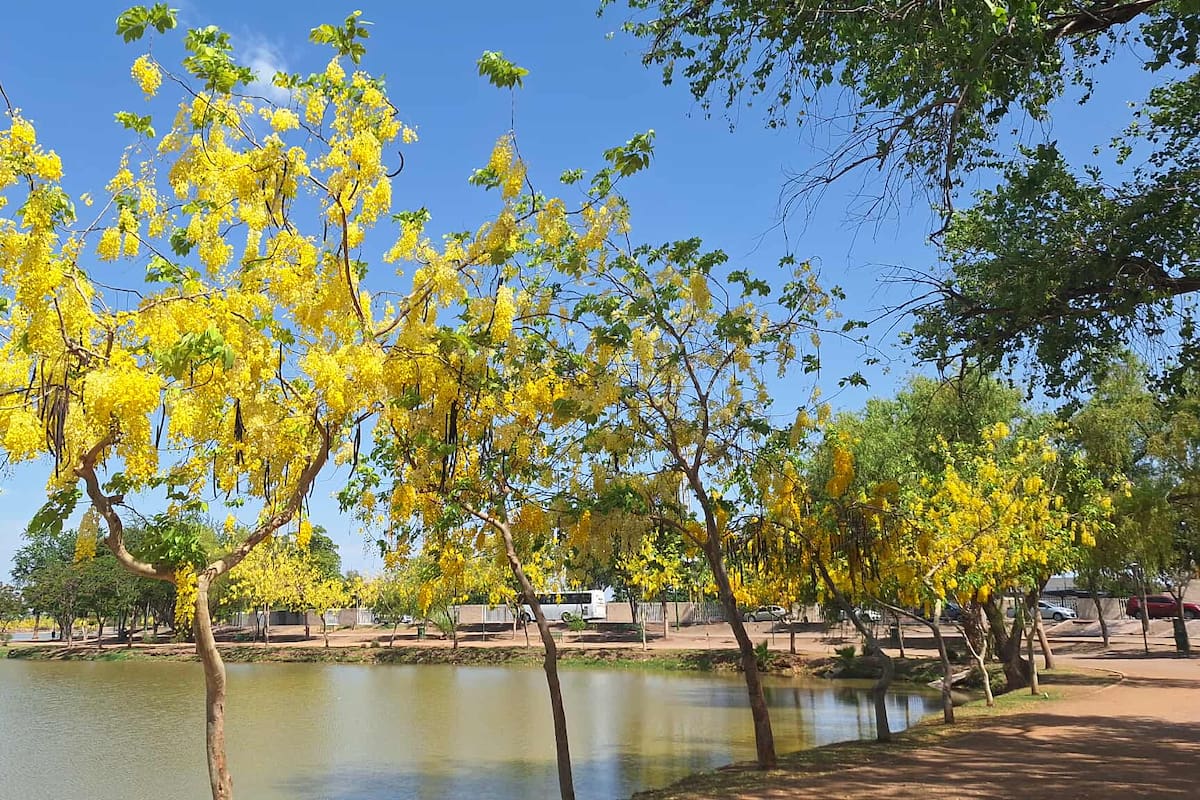 Llega la “lluvia de oro” a la Laguna del Náinari y otros puntos de CO