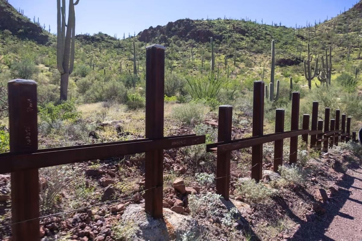 Muro fronterizo amenaza a miles de sahuaros en territorio Tohono O’odham