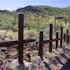 Muro fronterizo amenaza a miles de sahuaros en tierra Tohono