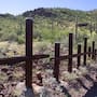Muro fronterizo amenaza a miles de sahuaros en territorio Tohono O’odham
